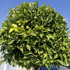 Ольга Таосс, Санкт-Петербург