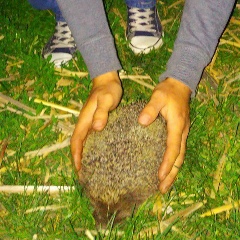 Владимир Копаница, 01.04