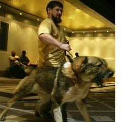 Магомед Саидов, 14.10.1994, Фомин