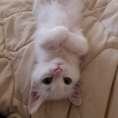 Фарид Надиров, 06.08.1995, Баку