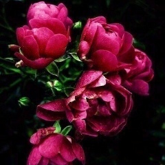 Касиет Досанова, 01.01, Шымкент