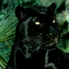 Сарюна Ракшаин, Улан-Удэ