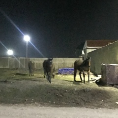 Амир Багомедов, 19.09