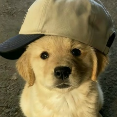 Moleta Gnarly, 11.01, Ponta Grossa