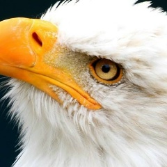 Андрей Александрович, Санкт-Петербург