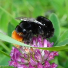 Сергей Сергеев, 14.07.1984, Наро-Фоминск