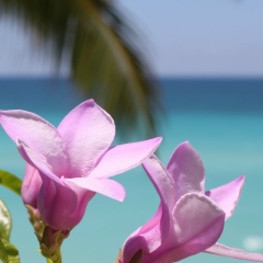 Tanya Kharchenko, Edmonton