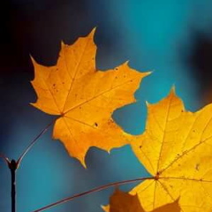 Людмила Савосина, 01.11, Москва