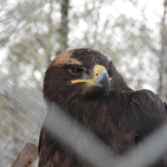 Владимир Степанов, 10.11.1915