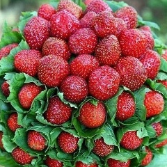 Луиза Адживелиева, 10.02, Москва