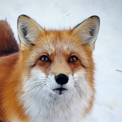 Андрей Антонов, 29.11.1991, Тюмень