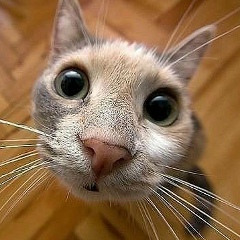 Victor Pislari, 21.06.1995, Оргеев