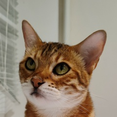 Елена Елена, Красногвардейское