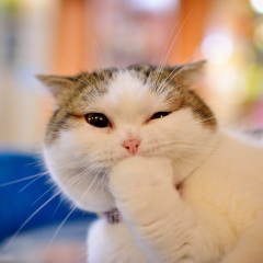 Мирослав Хатыбовыч, 01.11.2000