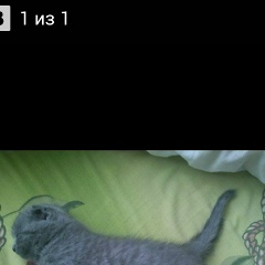 Кристи Флаур