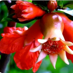 Цветок Граната, 24.08