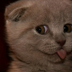 Роман Котовський, 13.04.1990