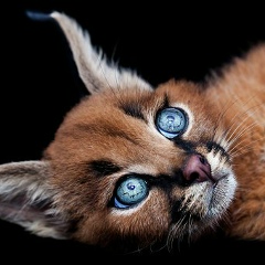 Мила Библева, 11.03.2008, Москва