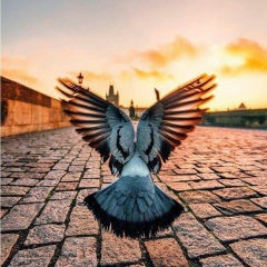 Narek Bayramyan, 05.03, Ванадзор