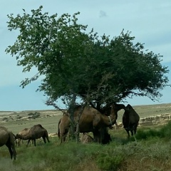 Adilet Rahymbai, 31.01.1996, Тараз