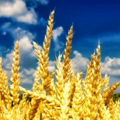 Николай Зозуляк, 13.05, Киев