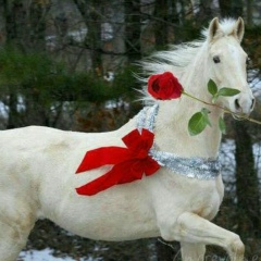 Erdos Zhumagaliev, 28.12.1993, Караганда