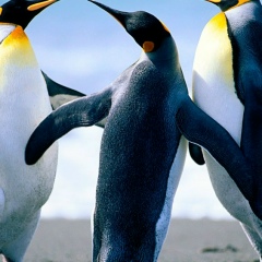 Сева Гасанова, 07.08.1980, Москва