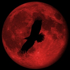 Рамзан Магомедов, Грозный