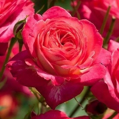 Ақерке Турсын, 13.02.1993, Алматы