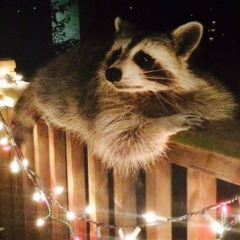 Юлия Воднева, 31.05, Markham