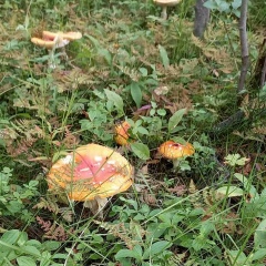 Илич Моисеев, 30.12.1985, Мурманск