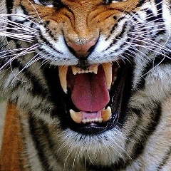 Жавлонбек Камолов, 23.04.1984, Москва