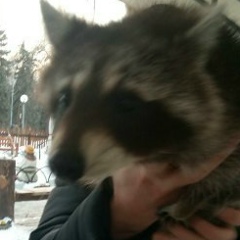 Денис Томащук, 01.09.1992, Винница