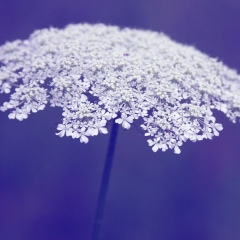 Алина Меирбекова, 09.12.1985, Алматы