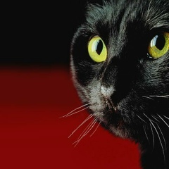 Артём Алимерзаев, 29.12.1999, Калуга