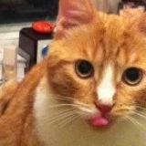 Алексей Ванько, 21.08.1984, Москва