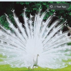 Pyone Pyone, 04.10.1990