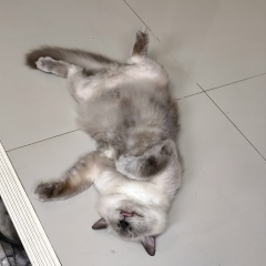 Антон Силяков, 21.11.1979, Санкт-Петербург