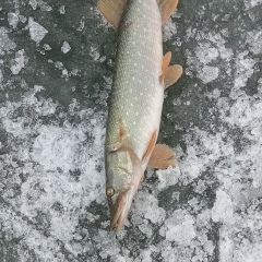 Александр Барышев, 15.02.1970, Волгоград