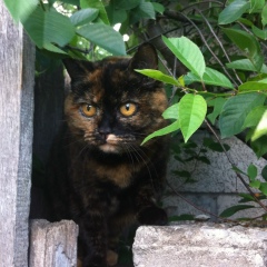 Сергей Романов, 25.02.1987