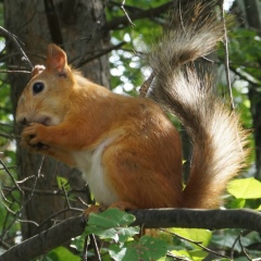 Леопольд Покрышкин, 10.01, Сибирь (деревня)