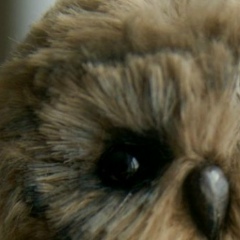 Савелий Тогулев, 04.01