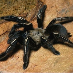 Aleksey ***, 05.07.1976