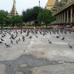 Cherry Maung, 07.07.1981