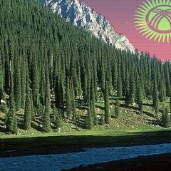 Janybek Kobogonov, Бишкек