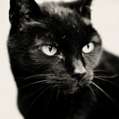 Рада Рада, 15.11.1990