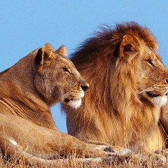 Рафиг Мамедов, 01.03.1972, Москва