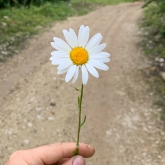 Де Шич, Грозный