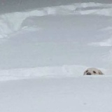 Анастасия Птичка