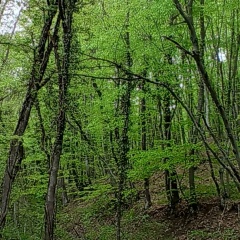 Helen Johnson, Севастополь